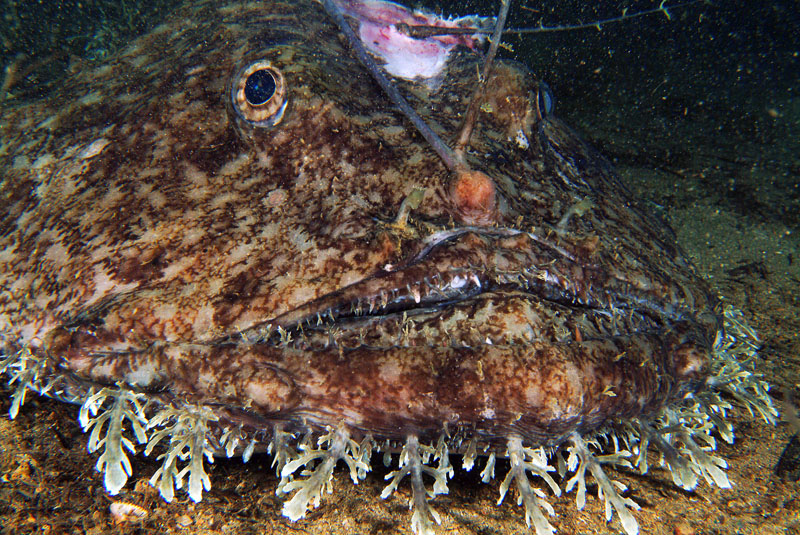 Lophius piscatorius 
